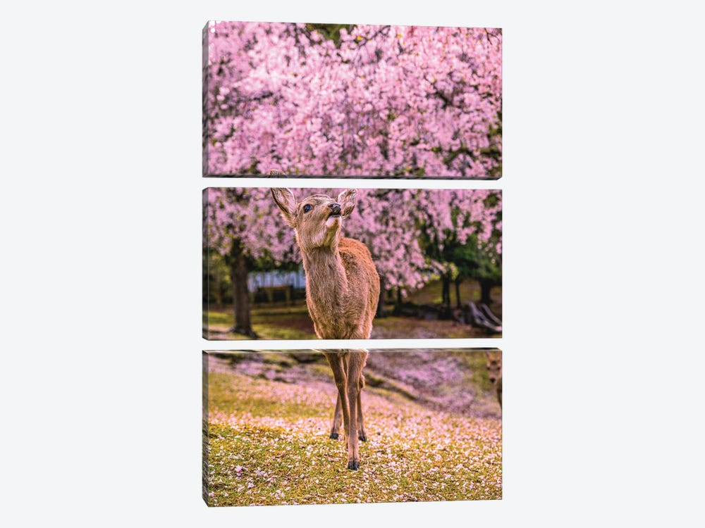 Deer Among Cherry Blossom Trees Nara Park Kyoto, Japan I by Alex G Perez 3-piece Canvas Art Print