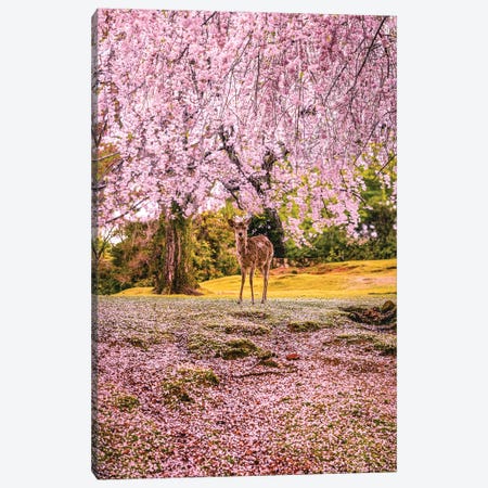 Deer Among Cherry Blossom Trees Nara Park Kyoto, Japan II Canvas Print #AGP514} by Alex G Perez Canvas Artwork