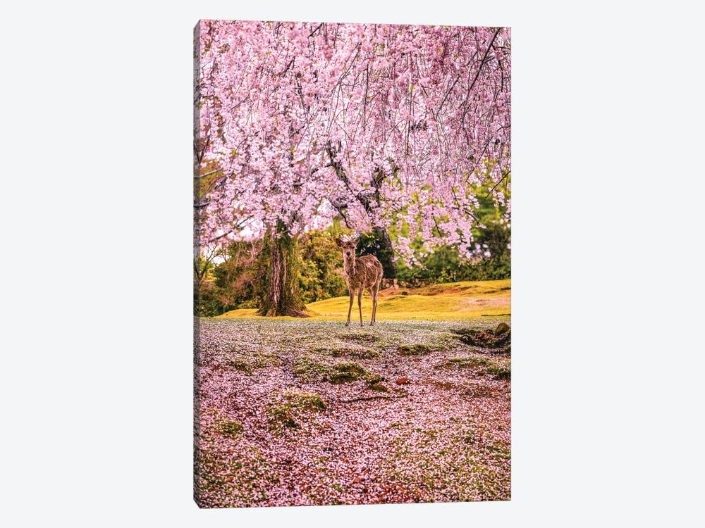 Deer Among Cherry Blossom Trees Nara Park Kyoto, Japan II by Alex G Perez 1-piece Canvas Wall Art