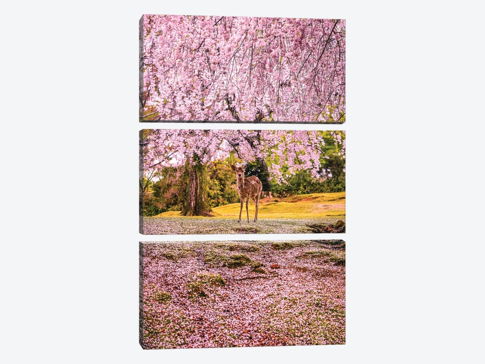 Deer Among Cherry Blossom Trees Nara Park Kyoto, Japan II by Alex G Perez 3-piece Canvas Artwork