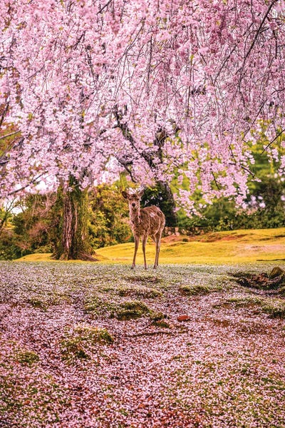 Orchid Pink: Deer Among Cherry Blossom Trees Nara Park Kyoto, Japan II by Alex G Perez