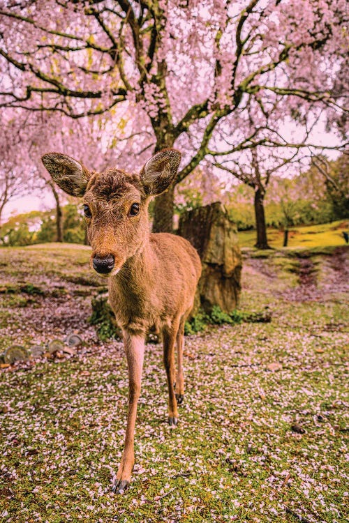 Deer Among Cherry Blossom Trees Nara Park Kyoto, Japan III