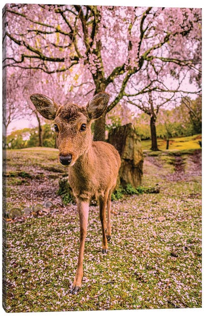 Deer Among Cherry Blossom Trees Nara Park Kyoto, Japan III Canvas Art Print - Alex G Perez