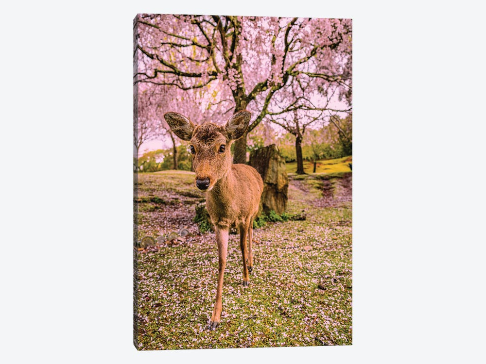 Deer Among Cherry Blossom Trees Nara Park Kyoto, Japan III by Alex G Perez 1-piece Canvas Print