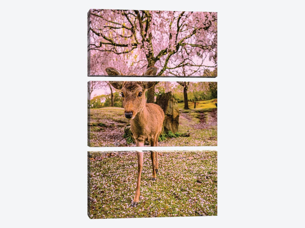 Deer Among Cherry Blossom Trees Nara Park Kyoto, Japan III by Alex G Perez 3-piece Art Print