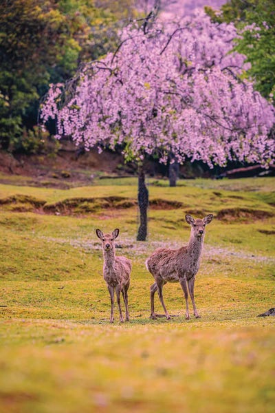 Deer Among Cherry Blossom Trees Nara Park Kyoto, Japan IV by Alex G Perez canvas print