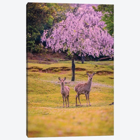 Deer Among Cherry Blossom Trees Nara Park Kyoto, Japan IV Canvas Print #AGP516} by Alex G Perez Canvas Art
