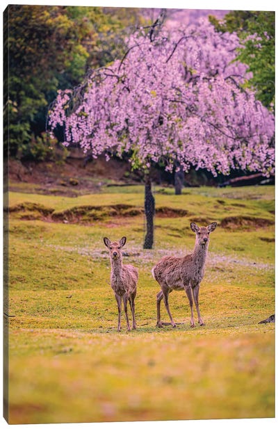 Deer Among Cherry Blossom Trees Nara Park Kyoto, Japan IV Canvas Art Print - Alex G Perez