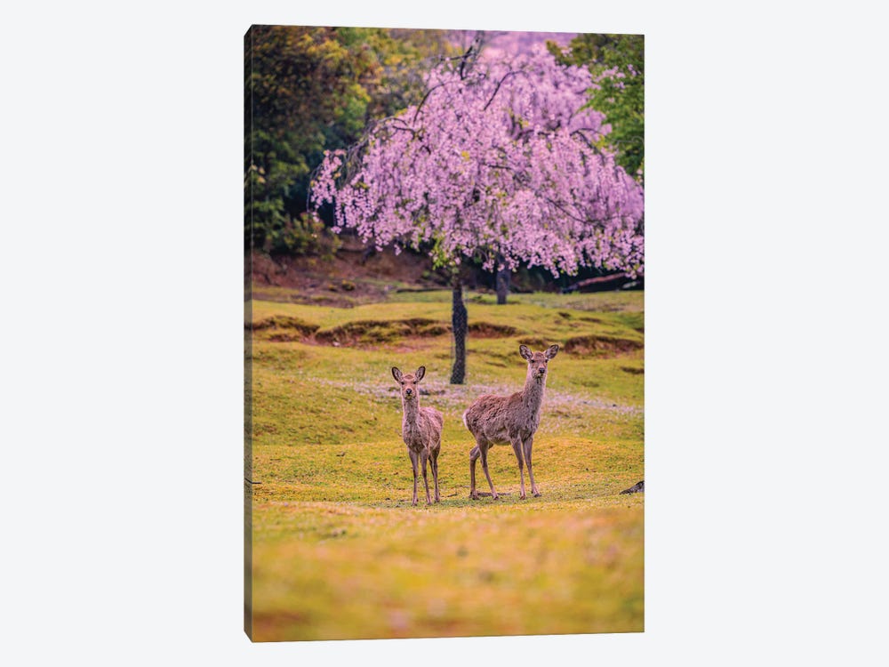 Deer Among Cherry Blossom Trees Nara Park Kyoto, Japan IV by Alex G Perez 1-piece Canvas Art