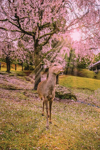 Deer Among Cherry Blossom Trees Nara Park Kyoto, Japan V by Alex G Perez canvas print