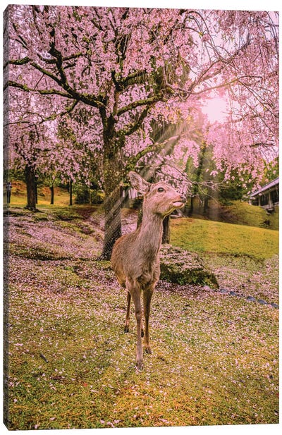 Deer Among Cherry Blossom Trees Nara Park Kyoto, Japan V Canvas Art Print - Alex G Perez