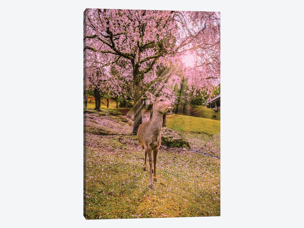 Deer Among Cherry Blossom Trees Nara Park Kyoto, Japan V by Alex G Perez 1-piece Canvas Art Print