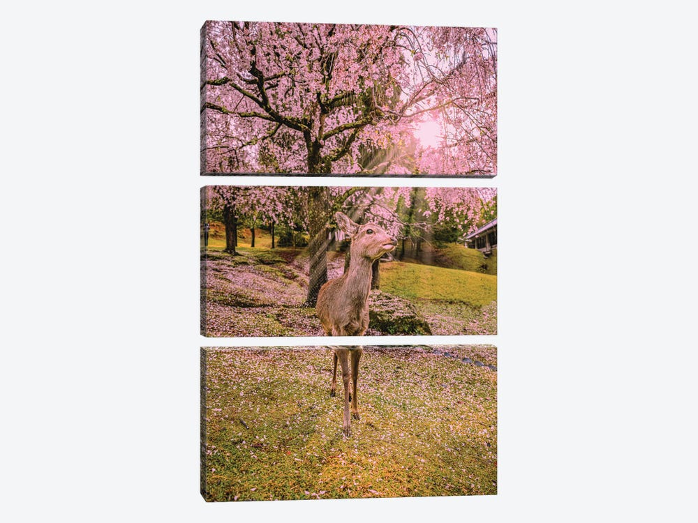 Deer Among Cherry Blossom Trees Nara Park Kyoto, Japan V by Alex G Perez 3-piece Canvas Art Print