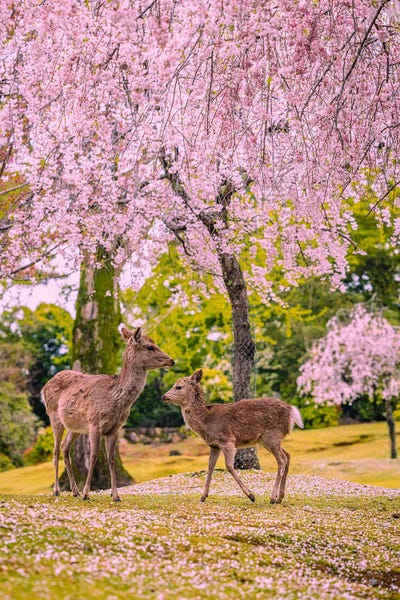 Deer Among Cherry Blossom Trees Nara Park Kyoto, Japan VI by Alex G Perez canvas print