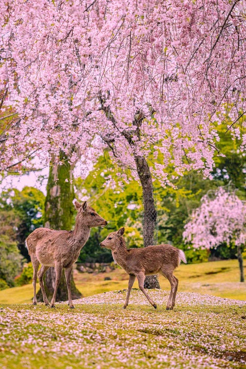 Deer Among Cherry Blossom Trees Nara Park Kyoto, Japan VI