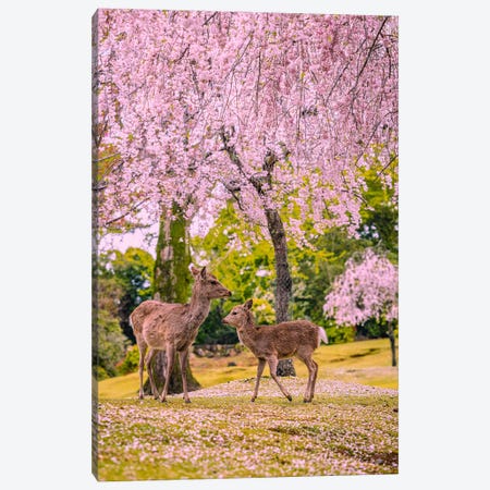 Deer Among Cherry Blossom Trees Nara Park Kyoto, Japan VI Canvas Print #AGP518} by Alex G Perez Art Print