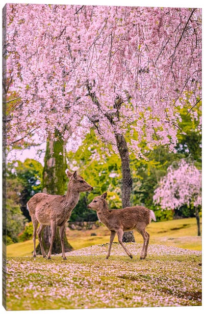 Deer Among Cherry Blossom Trees Nara Park Kyoto, Japan VI Canvas Art Print - Alex G Perez