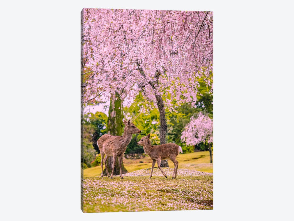 Deer Among Cherry Blossom Trees Nara Park Kyoto, Japan VI by Alex G Perez 1-piece Canvas Artwork