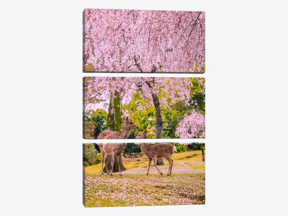 Deer Among Cherry Blossom Trees Nara Park Kyoto, Japan VI by Alex G Perez 3-piece Canvas Art