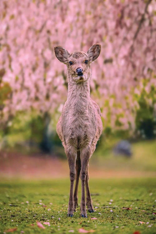 Deer Among Cherry Blossom Trees Nara Park Kyoto, Japan VII