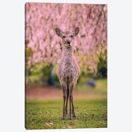 Deer Among Cherry Blossom Trees Nara Park Kyoto, Japan VII Canvas Print #AGP519} by Alex G Perez Art Print
