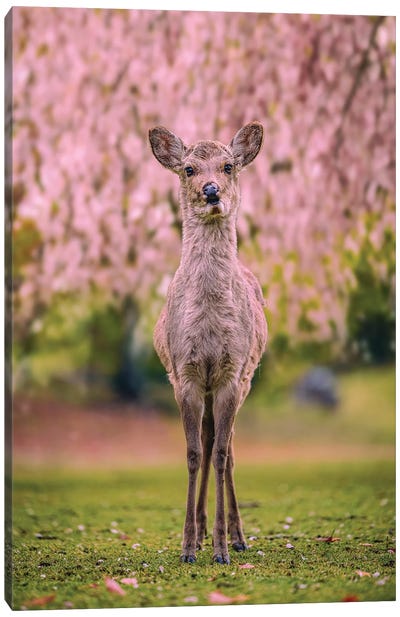 Deer Among Cherry Blossom Trees Nara Park Kyoto, Japan VII Canvas Art Print - Alex G Perez