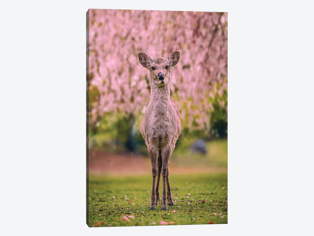 Deer Among Cherry Blossom Trees Nara Park Kyoto, Japan VII by Alex G Perez 1-piece Canvas Print