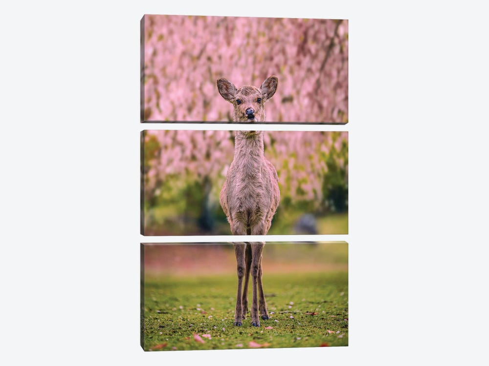 Deer Among Cherry Blossom Trees Nara Park Kyoto, Japan VII by Alex G Perez 3-piece Canvas Print