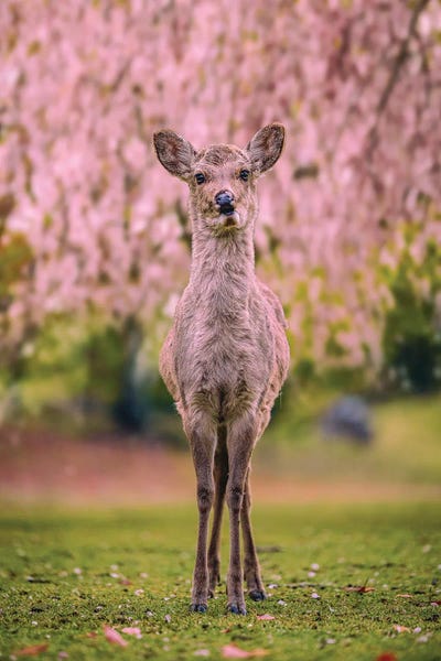 Deer Among Cherry Blossom Trees Nara Park Kyoto, Japan VII