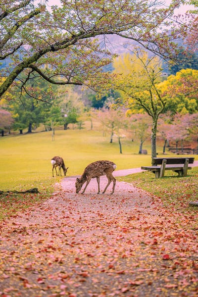 Deer Among Cherry Blossom Trees Nara Park Kyoto, Japan VIII by Alex G Perez canvas print