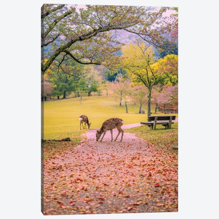 Deer Among Cherry Blossom Trees Nara Park Kyoto, Japan VIII Canvas Print #AGP520} by Alex G Perez Canvas Art