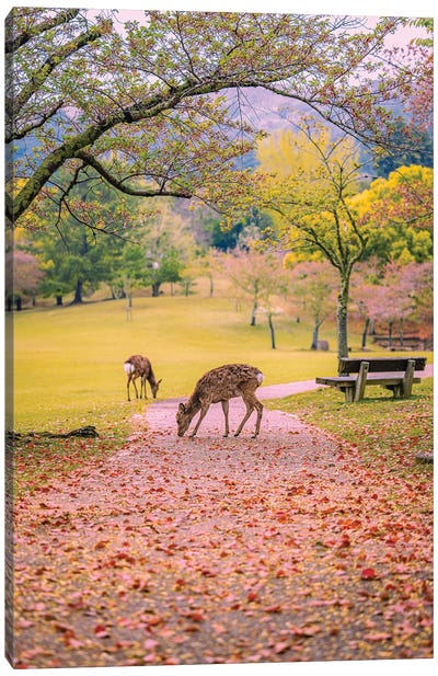 Deer Among Cherry Blossom Trees Nara Park Kyoto, Japan VIII Canvas Art Print - Alex G Perez