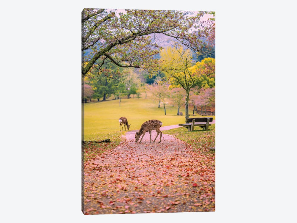 Deer Among Cherry Blossom Trees Nara Park Kyoto, Japan VIII by Alex G Perez 1-piece Canvas Print