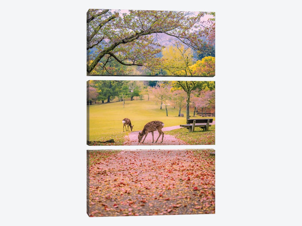 Deer Among Cherry Blossom Trees Nara Park Kyoto, Japan VIII by Alex G Perez 3-piece Art Print