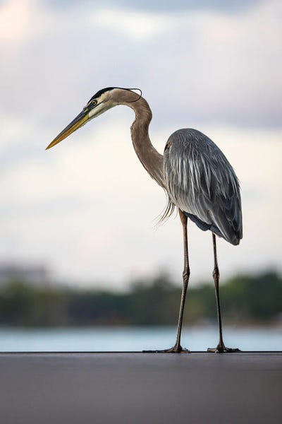 Orlando: Great Blue Heron At Lake Holden, Orlando, Florida by Alex G Perez