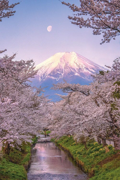 Looking Up The Shinnasho River At Cherry Bloosoms And Mt. Fuji I