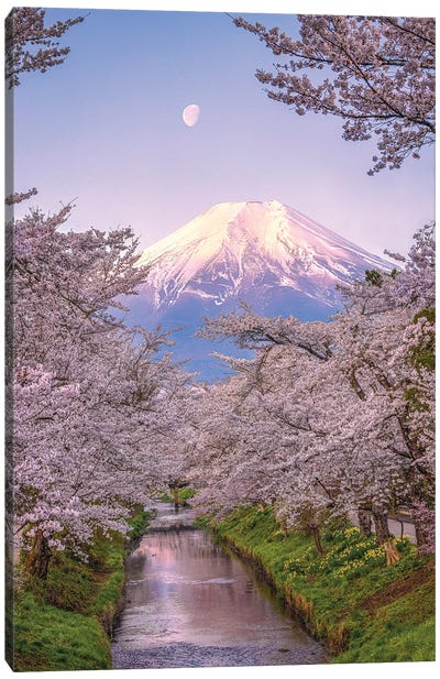 Looking Up The Shinnasho River At Cherry Bloosoms And Mt. Fuji I Canvas Art Print