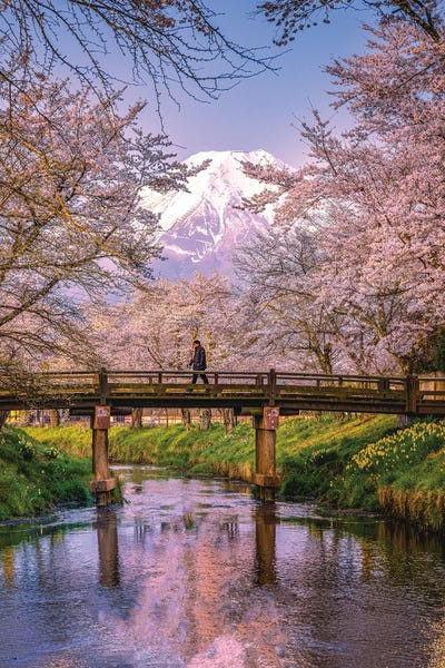 Looking Up The Shinnasho River At Cherry Bloosoms And Mt. Fuji II by Alex G Perez multi panel art
