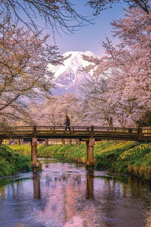 Looking Up The Shinnasho River At Cherry Bloosoms And Mt. Fuji II