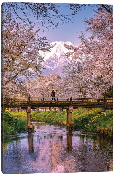 Looking Up The Shinnasho River At Cherry Bloosoms And Mt. Fuji II Canvas Art Print - Alex G Perez