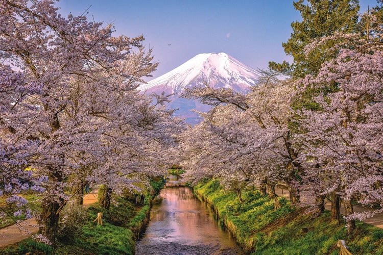 Looking Up The Shinnasho River At Cherry Bloosoms And Mt. Fuji III