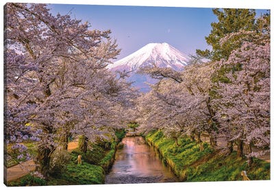Looking Up The Shinnasho River At Cherry Bloosoms And Mt. Fuji III Canvas Art Print - Alex G Perez