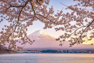 View Of Mt. Fuji Through Cherry Blossom Trees, Lake Kawaguchi I by Alex G Perez multi panel art
