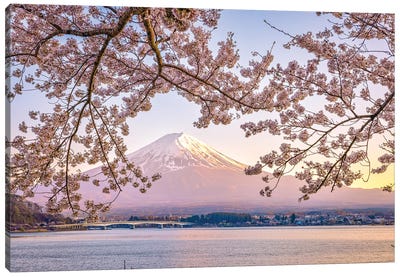 View Of Mt. Fuji Through Cherry Blossom Trees, Lake Kawaguchi I Canvas Art Print - Alex G Perez