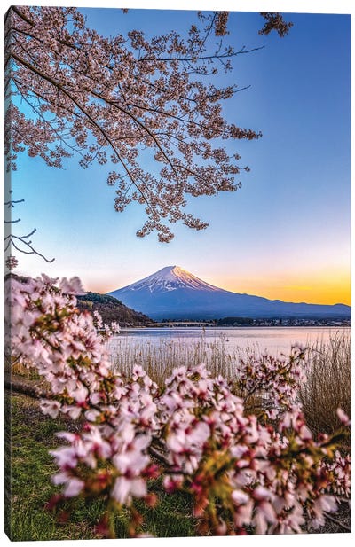 View Of Mt. Fuji Through Cherry Blossom Trees, Lake Kawaguchi II Canvas Art Print - Alex G Perez