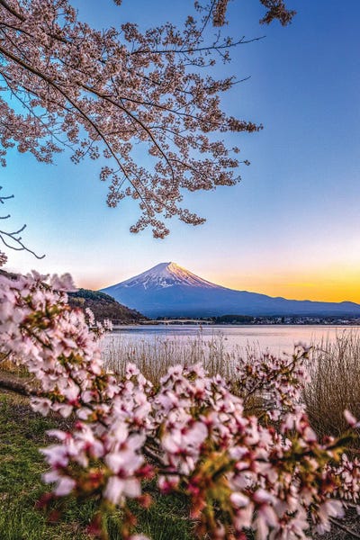 Mt.Fuji: View Of Mt. Fuji Through Cherry Blossom Trees, Lake Kawaguchi II by Alex G Perez