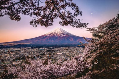 View Of Mt. Fuji Through Cherry Blossom Trees, Lake Kawaguchi III by Alex G Perez multi panel art