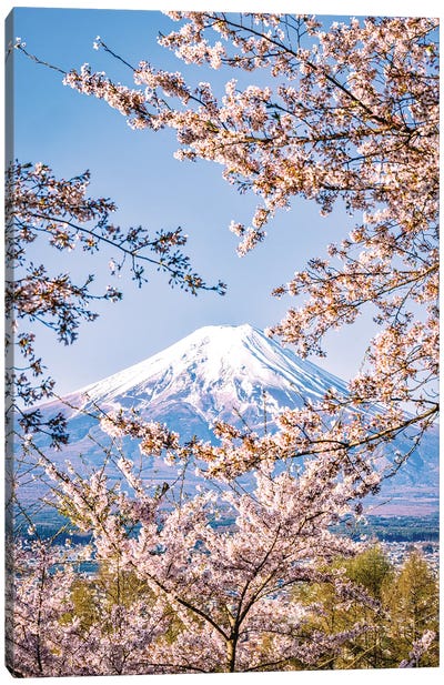 View Of Mt. Fuji Through Cherry Blossom Trees, Lake Kawaguchi IV Canvas Art Print - Alex G Perez