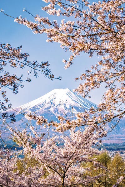 Mt.Fuji: View Of Mt. Fuji Through Cherry Blossom Trees, Lake Kawaguchi IV by Alex G Perez