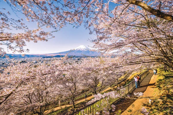 Mt.Fuji: View Of Mt. Fuji Through Cherry Blossom Trees, Lake Kawaguchi V by Alex G Perez